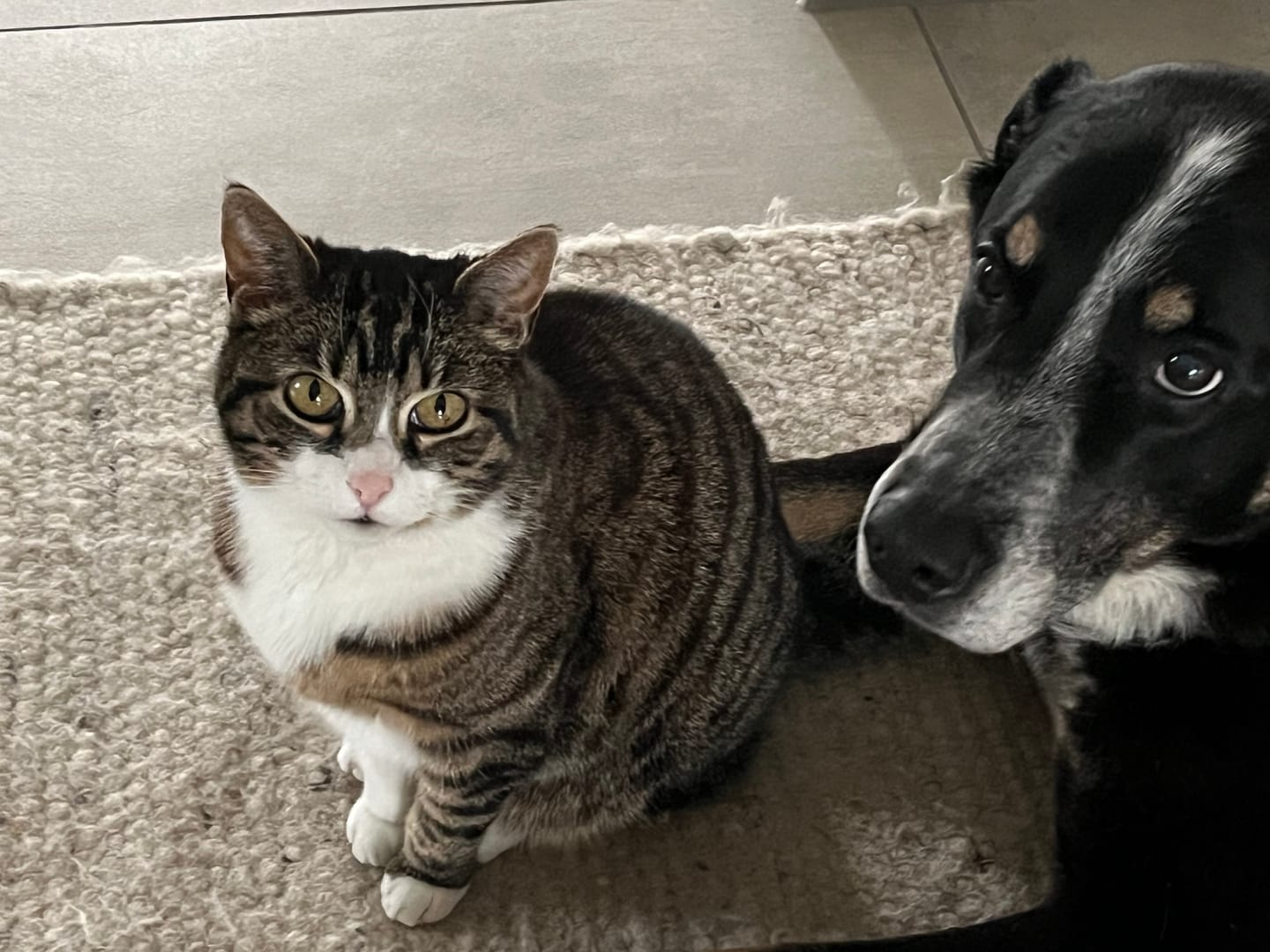 Customer photo review of Katzen Gesundheits Ratgeber von Majescats