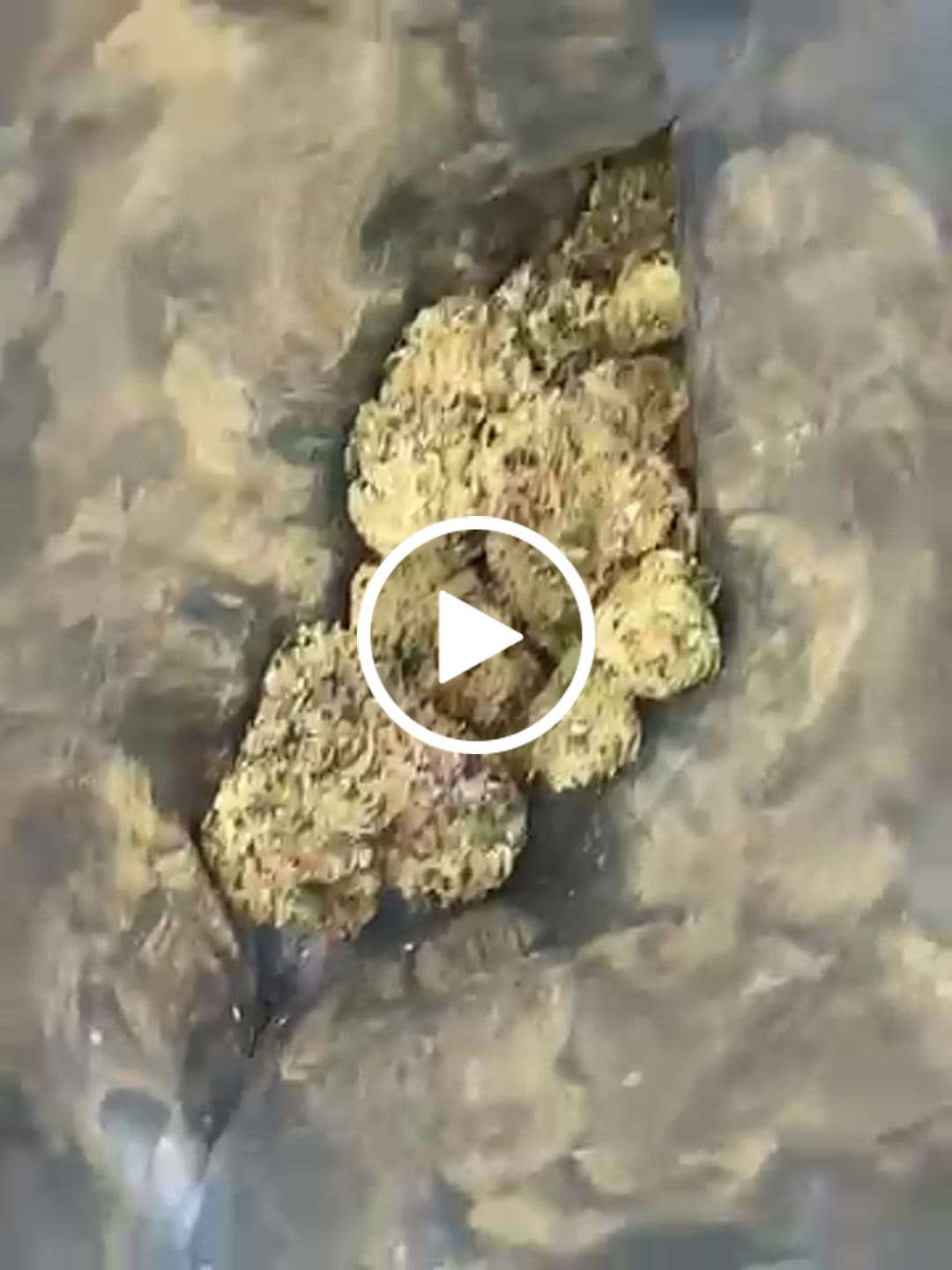 Customer video review of Sour Diesel - THCa Flower
