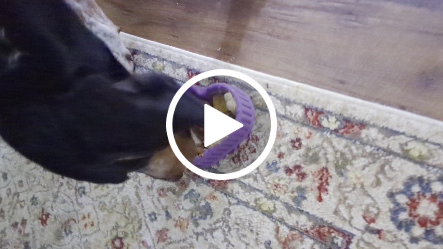 Customer video review of FreezHeart - Durable Heart Enrichment Chew