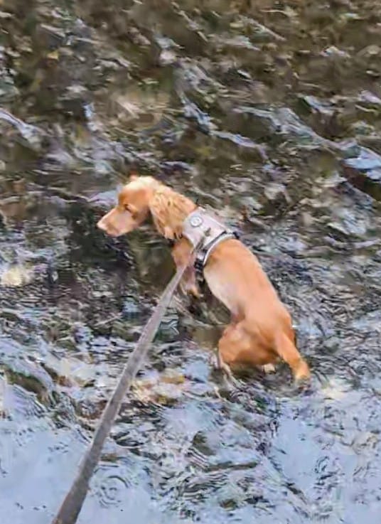 Customer photo review of Trail & Glow Tweed Dog Harness - Oxford Tweed