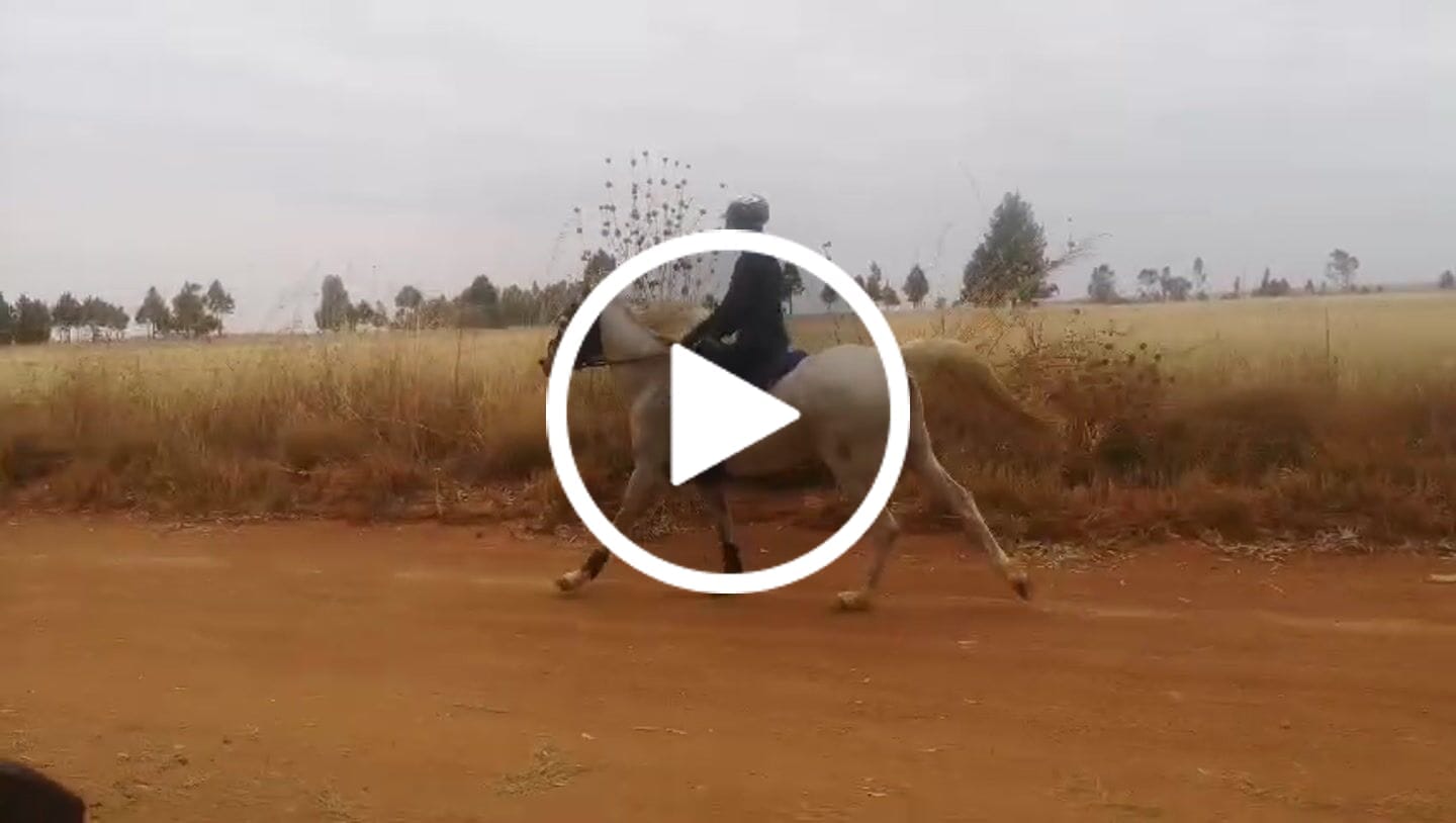 Customer video review of Flexcare Equine (Joint Supplement For Horses)