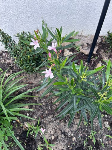 Customer photo review of Dwarf Oleander Pink