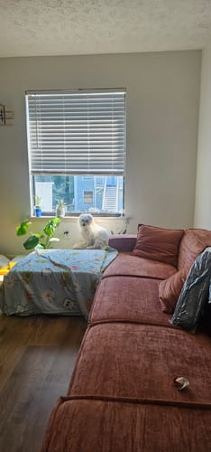 Customer photo review of M1 Sofa Sectional