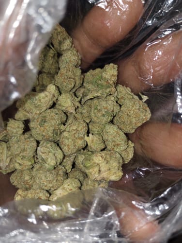 Customer photo review of High Society Littles - Bulk Littles - Hybrid