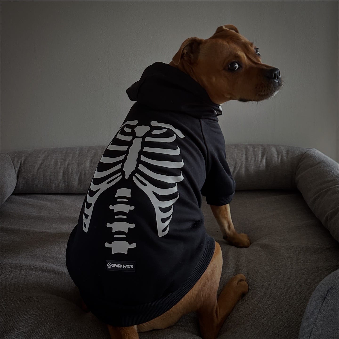 Customer photo review of Halloween Dog Hoodie - Reflective Skeleton