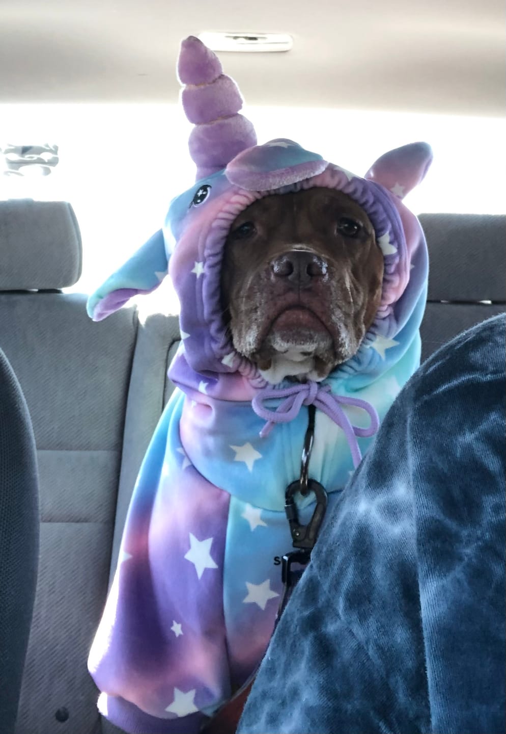 Customer photo review of Halloween Dog Hoodie - Unicorn