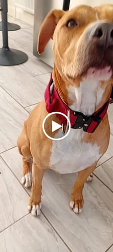 Adrienne C. review of 5cm Combat® Collar | With Handle & Secure Clip - Burgundy image 1 out of 1