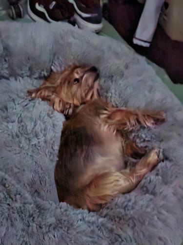 Customer photo review of Cama Antiestrés para Perros