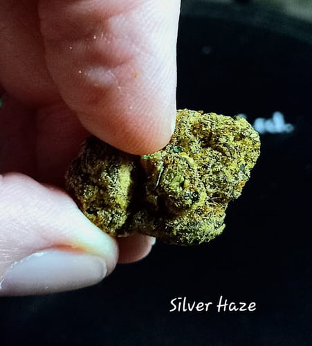 Customer photo review of Silver Haze - Sativa