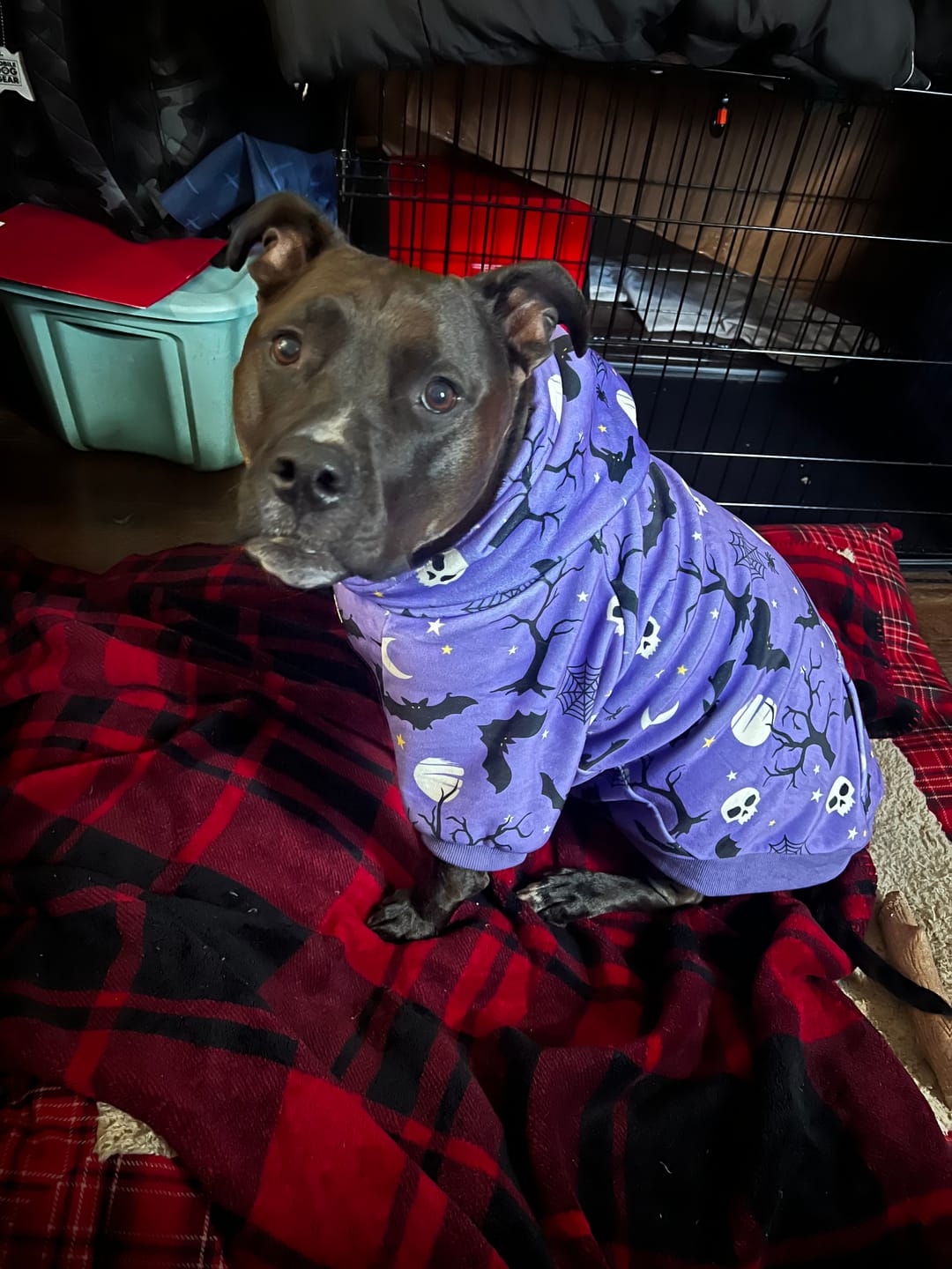 Customer photo review of Halloween Dog Hoodie - Purple