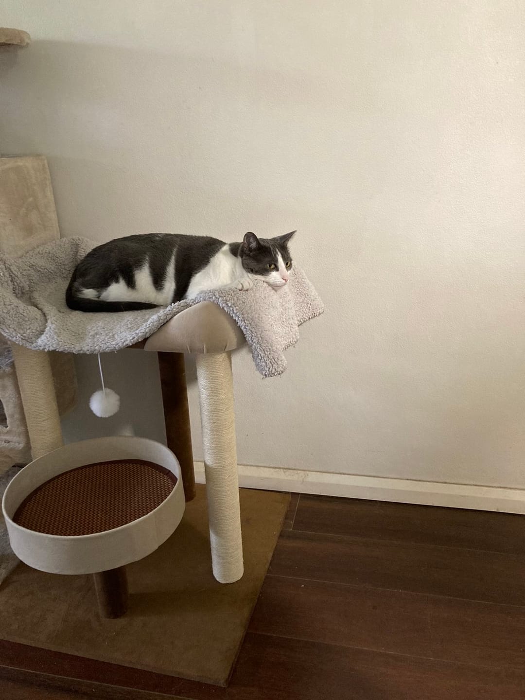 Customer photo review of Japanese-Style Double-Level Cat Tree Cat Sofa - 90901B, Perfect for Window-Side Lounging