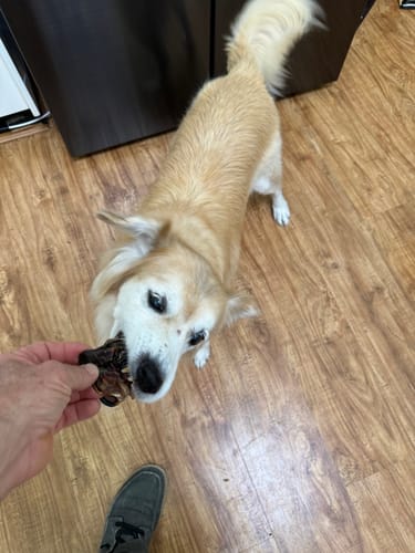 Customer photo review of Premium Kangaroo Chews