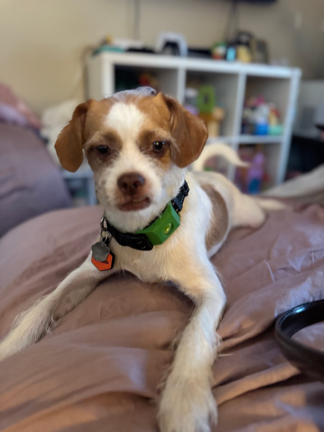 Customer photo review of FurLife™ - All Natural Flea & Tick Defense Chews for Dogs