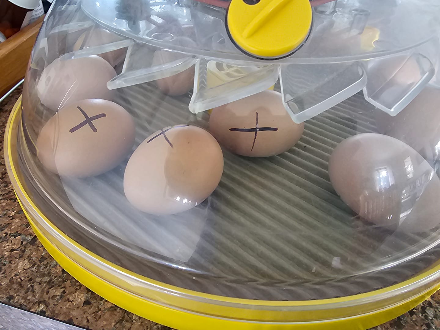 Customer photo review of Maxi II & Maxi 24 Incubator - Hatching Mats - Pack of 3