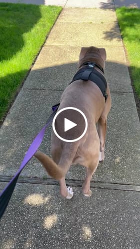 Customer video review of No Pull Bully Proof Harness