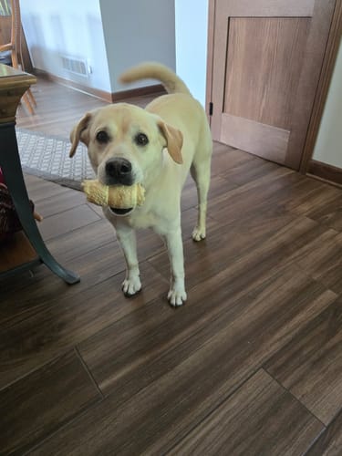 Customer photo review of 4" Cow Tails for Dogs