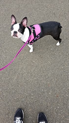 Customer photo review of FunFunPet 高機能ハーネス（お名前タグ作成サービス付き）