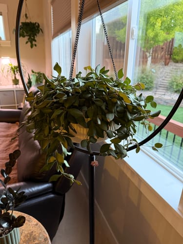 Customer photo review of Fungus Gnat Death Drops