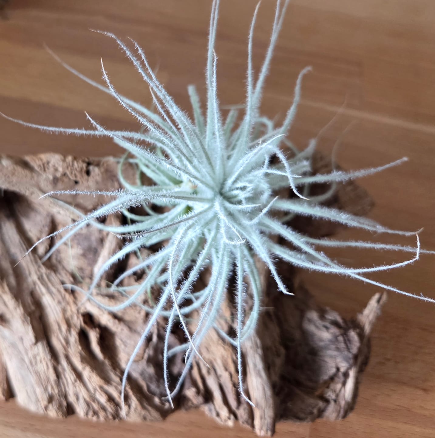Customer photo review of Tillandsia tectorum "snow"