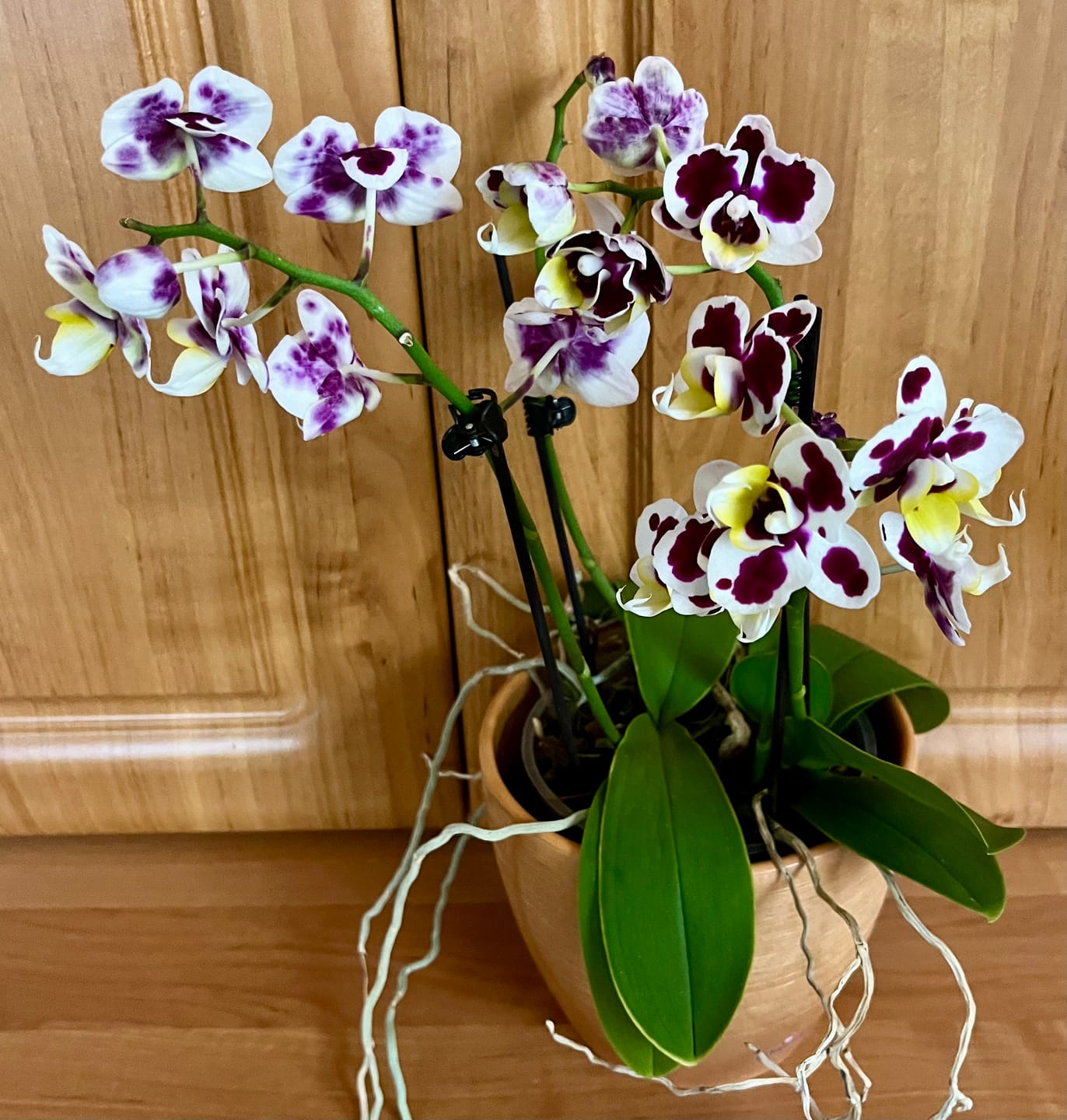 Customer photo review of Große Two of Us Marrakesh mit gefleckten Blüten und 3 Rispen