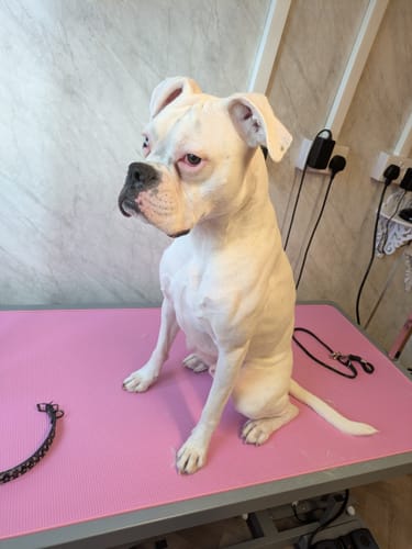 Mr A. review of Dog Deshedding Comb - Dog, Horse & Cat - Black image 1 out of 1