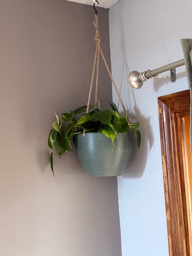 Customer photo review of 8" | 12" Signature Stone Hanging Planter