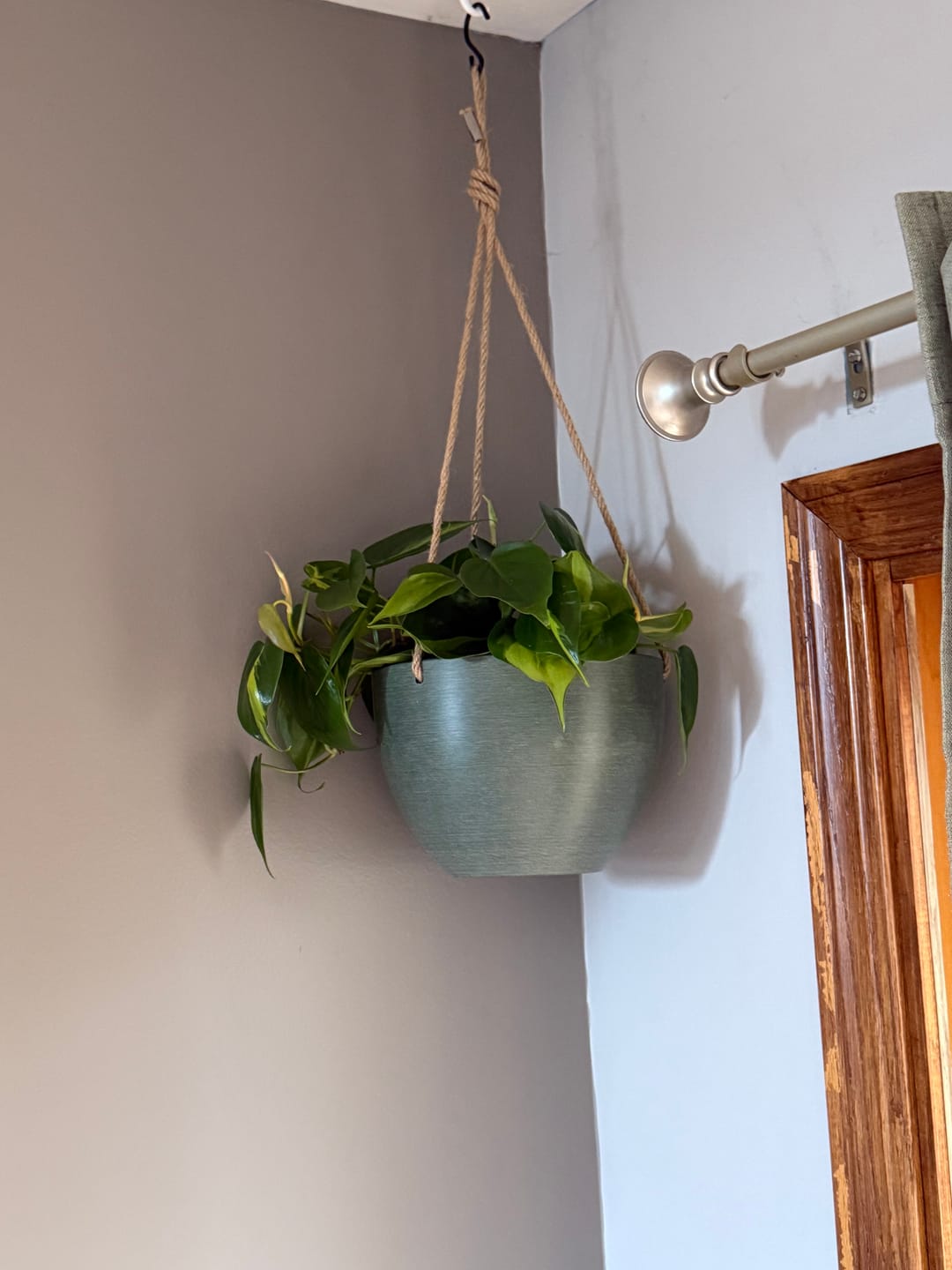 Customer photo review of 8" | 12" Signature Stone Hanging Planter