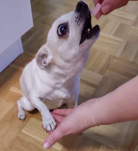 Customer photo review of Frischfutter für Energiebedarf von 238 kCal/Tag