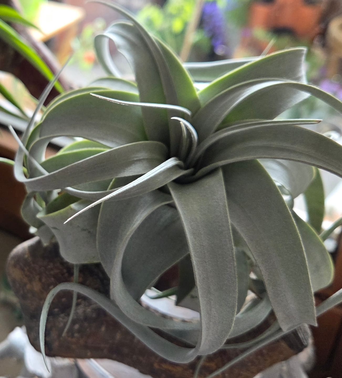 Customer photo review of Tillandsia xerographica 'Bonsai'