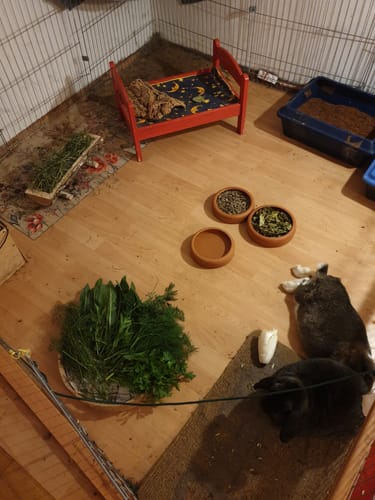 Customer photo review of Kleintiereinstreu