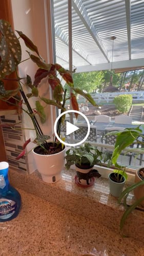 Customer video review of Fungus Gnat Death Drops