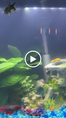 Customer video review of Female Betta Fish Koi Nemo Galaxy Plakat