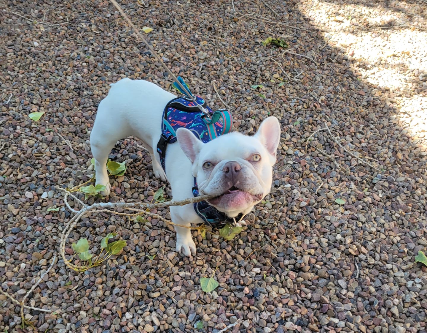 Customer photo review of Scuba Dive - Adventure Harness