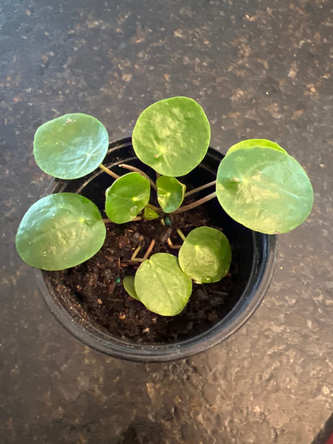 Customer photo review of Chinese Money Plant in a 4" Grow Pot - Pilea Peperomioides - Money Plant - Low Light Indoor Houseplants - Lucky Coin Plant - Air Purifier