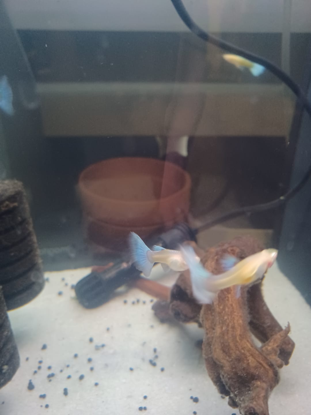 Customer photo review of Blue Topaz Big Dorsal Guppy Fish
