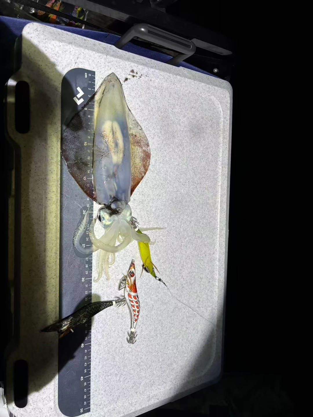 Customer photo review of Yellow Banana Squid Jigs (Slow Sinking)