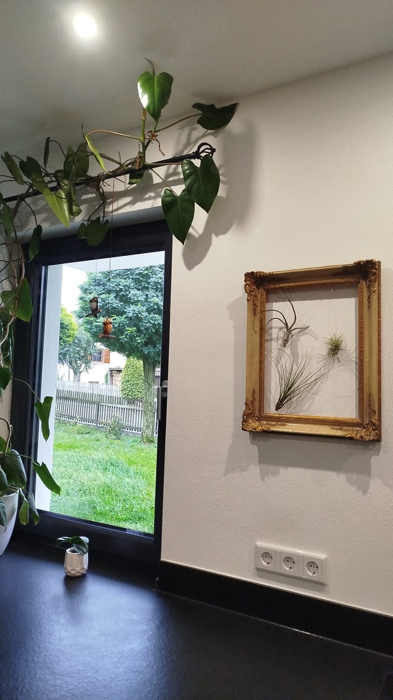 Customer photo review of Tillandsia ionantha
