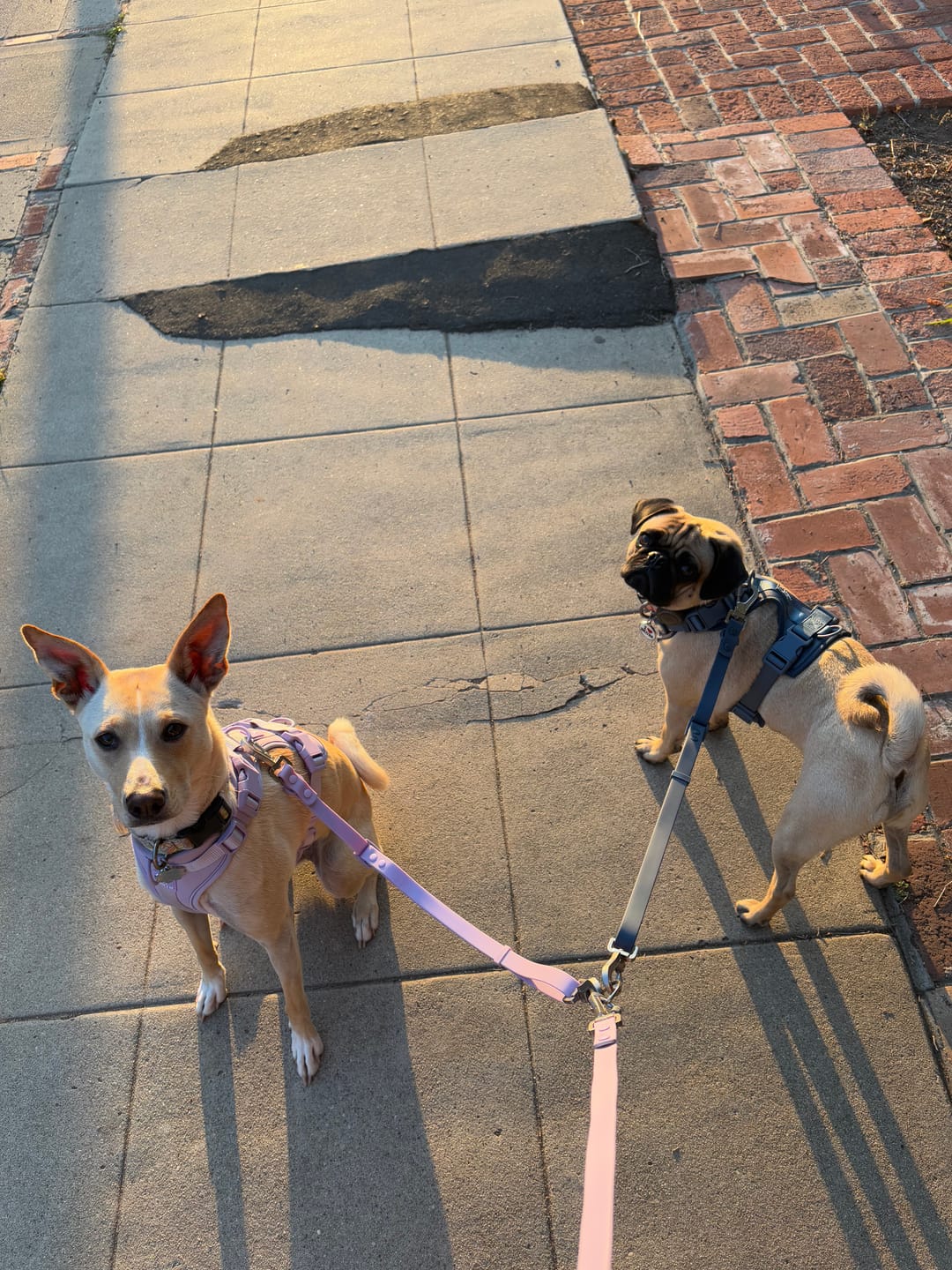 Customer photo review of Solace Waterproof Multi-Dog Connector / Traffic Handle