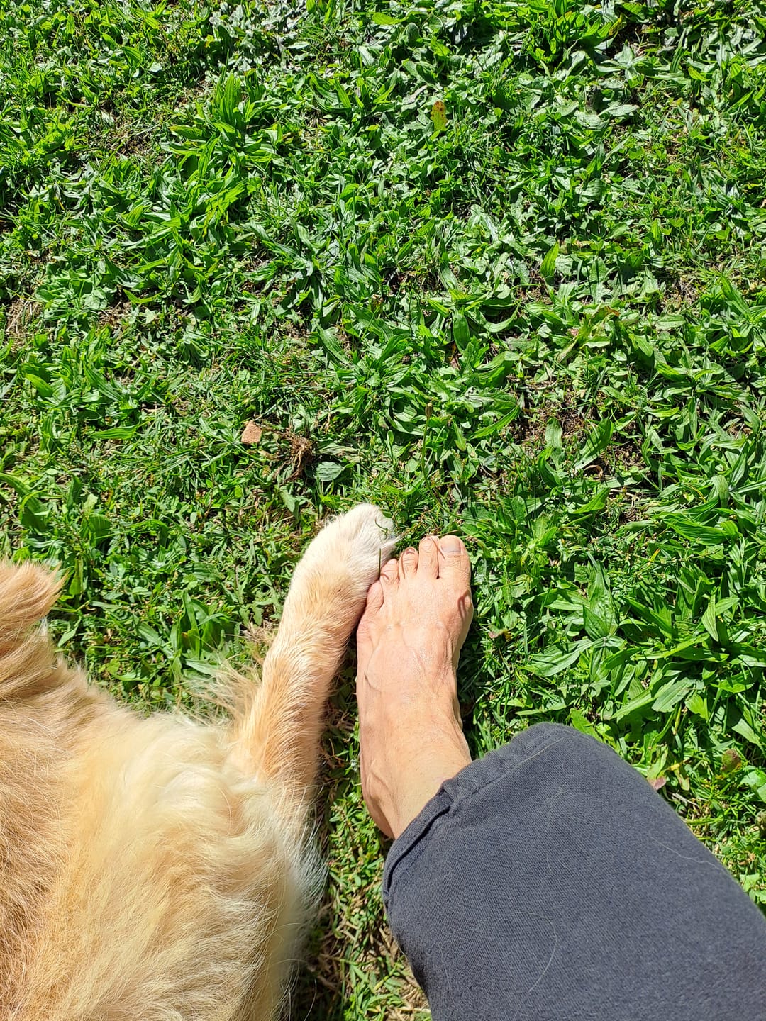 Customer photo review of LECURpet MAXI 60 cpr – Contro L’Osteoartrite Di Cani e Gatti