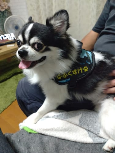 Customer photo review of FunFunPet 高機能ハーネス（お名前タグ作成サービス付き）