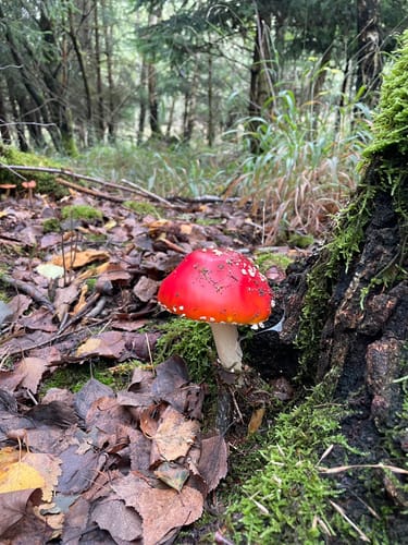 Customer photo review of NUVINT - Digitalkamera