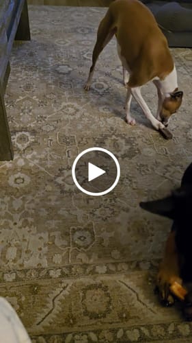 Customer video review of Coconut Yak Chews One Size Fits All