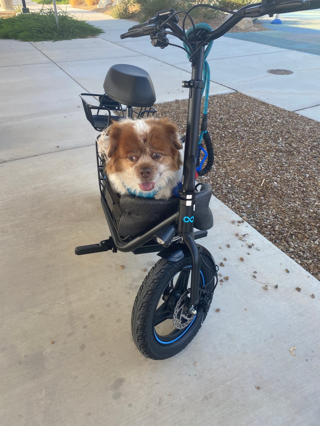 Customer photo review of Gyroor 1000W Foldable Electric Scooter – Seat, Dual Baskets, Long Range