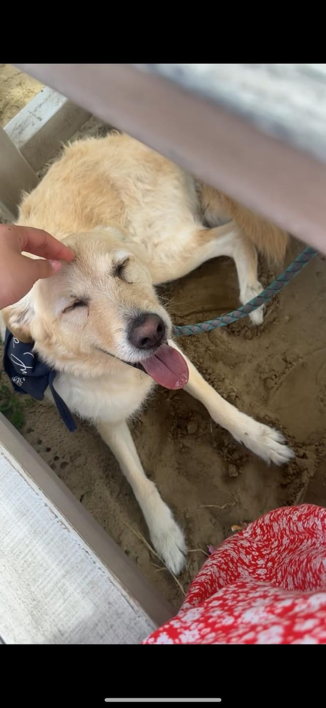 Customer photo review of Wohlfühlmix für Hunde & Katzen bei Stress, Angst, Unruhe & Hyperaktivität