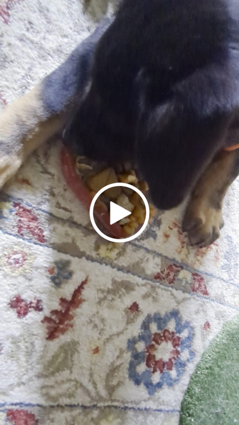 Customer video review of FreezHeart - Durable Heart Enrichment Chew