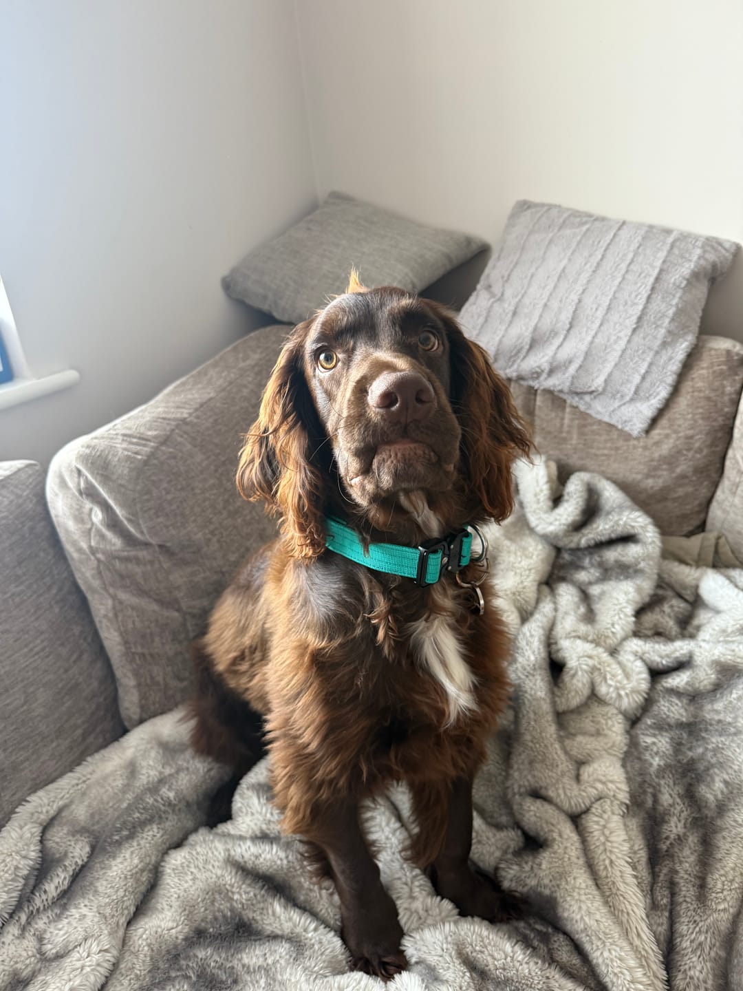 Customer photo review of 2.5cm Combat® Collar | With Handle & Rated Clip - Turquoise