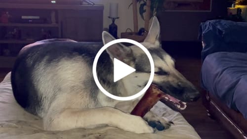 Customer video review of Premium Braided Bully Sticks