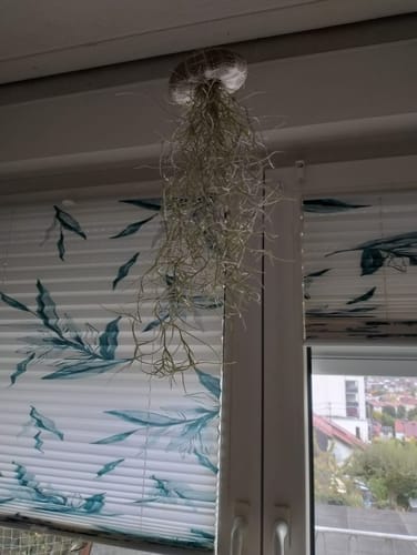 Customer photo review of Tillandsien Qualle