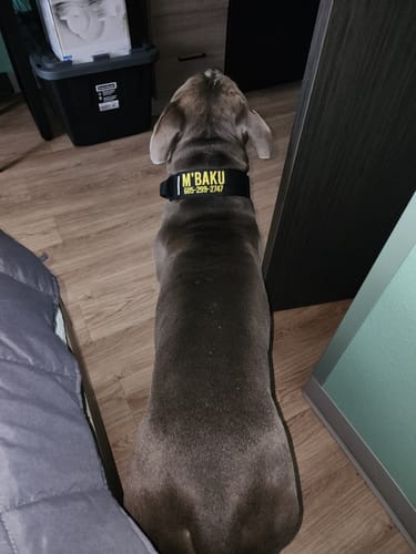 Customer photo review of Black Bully Proof Collar
