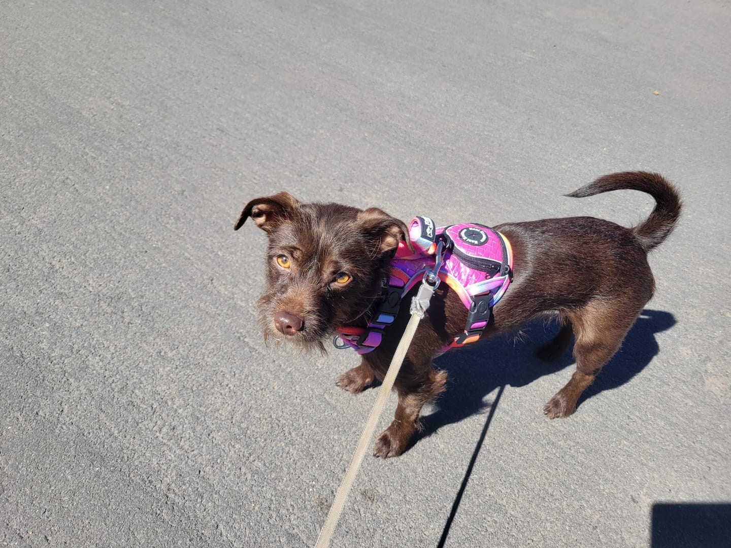 Customer photo review of Fuchsia Meadows - Adventure Leather Harness